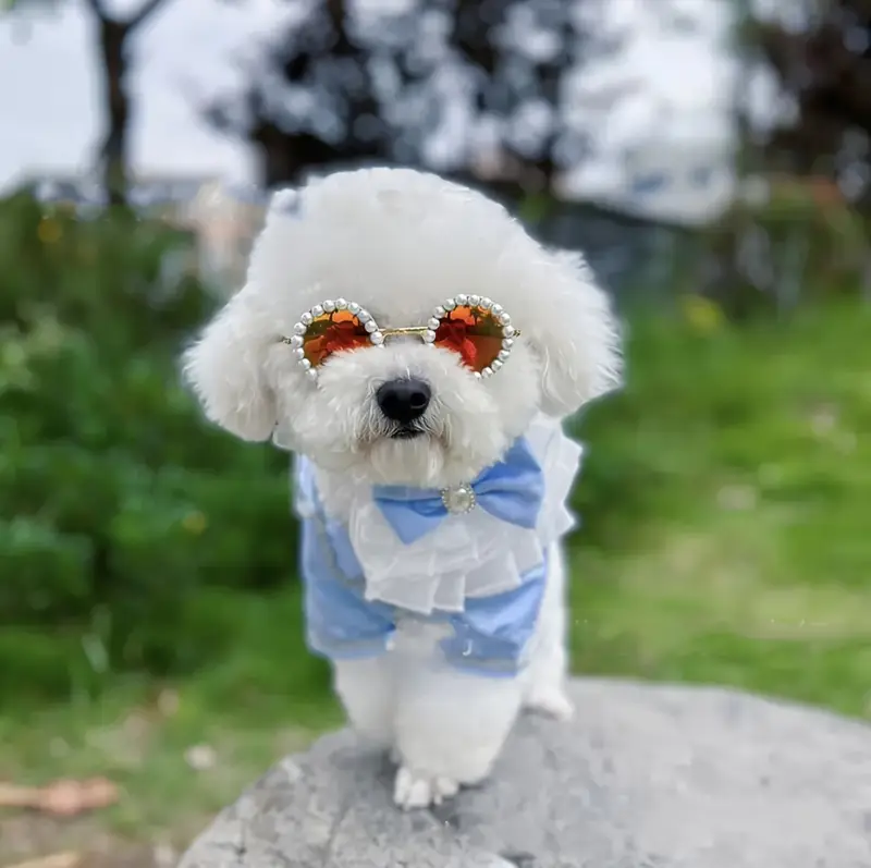 GAFAS PARA MASCOTAS PERLAS ZJ225355 - Imagen 1